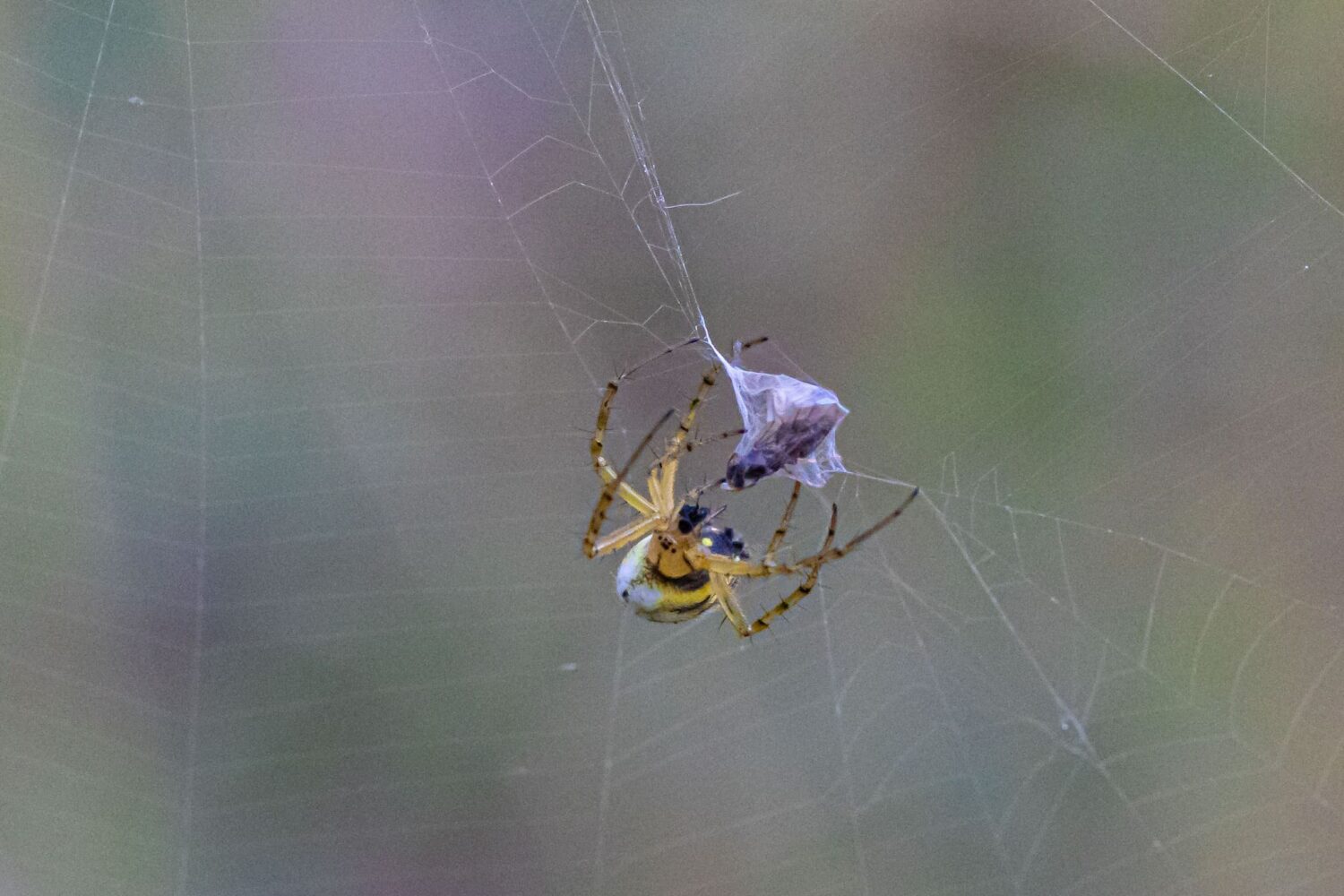 Spinne Fototour in Waschlowani