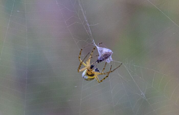 Spinne Fototour in Waschlowani