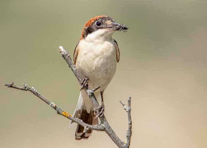 Vogel - Fotoreise in Waschlowani