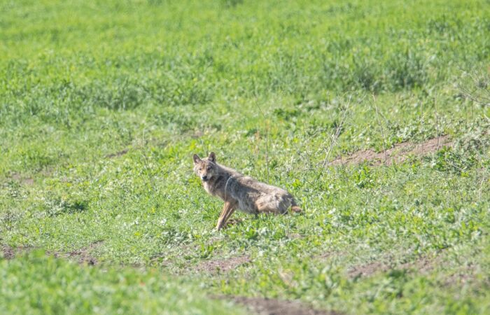 Wolf - Fotoreise in Waschlowani NP