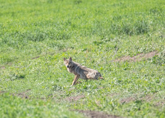 Wolf - Fotoreise in Waschlowani NP
