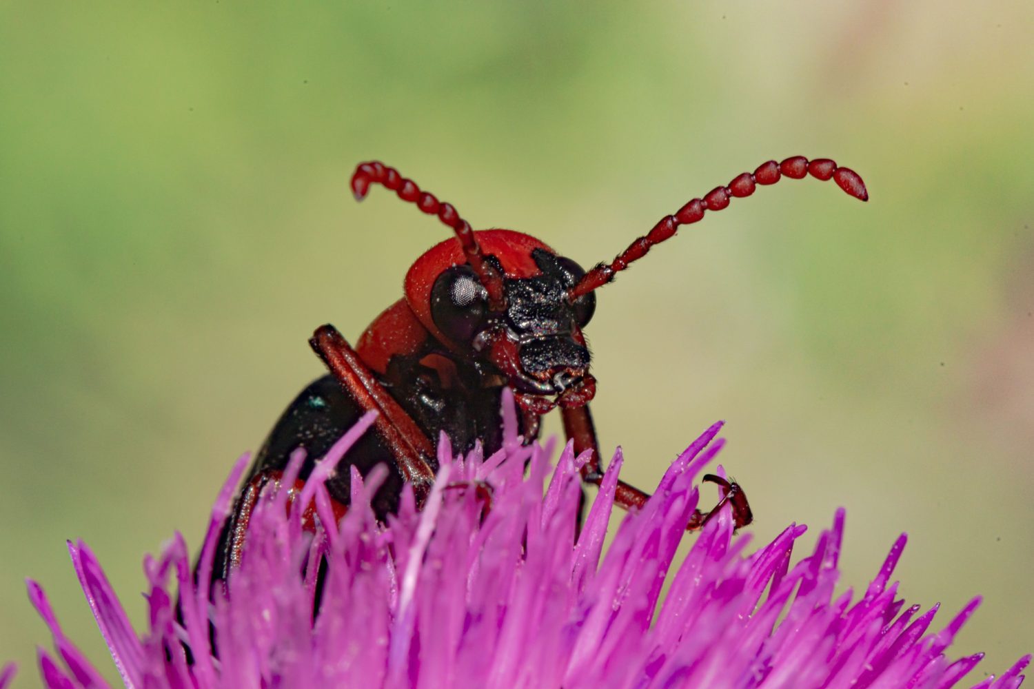 fotoreise in Waschlowani National Park