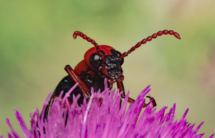 fotoreise in Waschlowani National Park