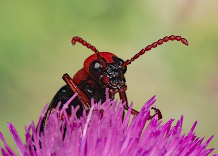 Photo trip in Vashlovani National Park