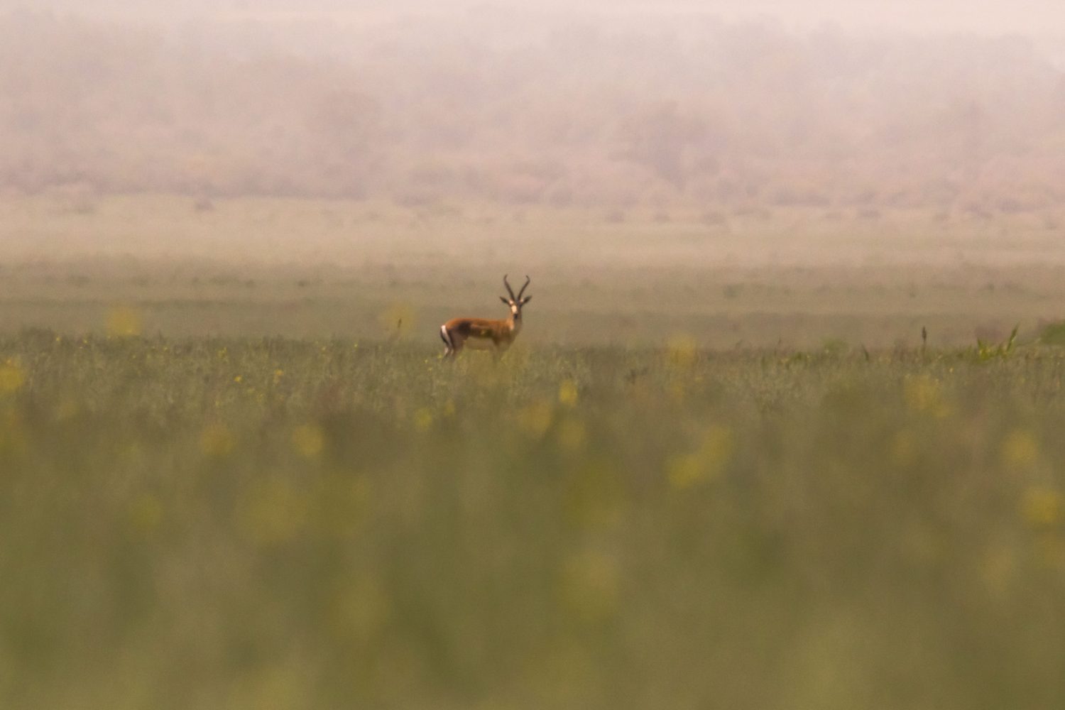 Eine Gazelle Fotoreise in Waschlowani National Park