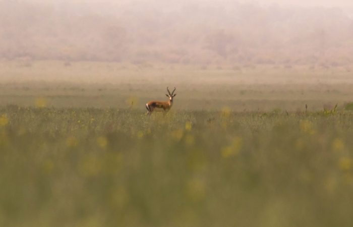 Eine Gazelle Fotoreise in Waschlowani National Park