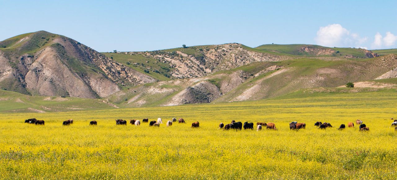 Steppen von Garedscha - die 10 besten Naturstätten Georgiens